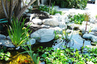 Koi Ponds